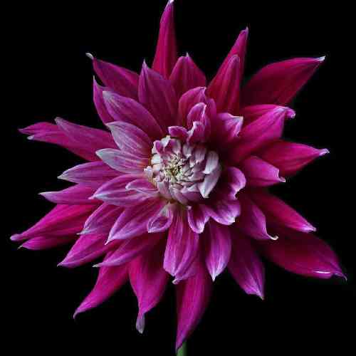 امیر چیتگر چکه سما